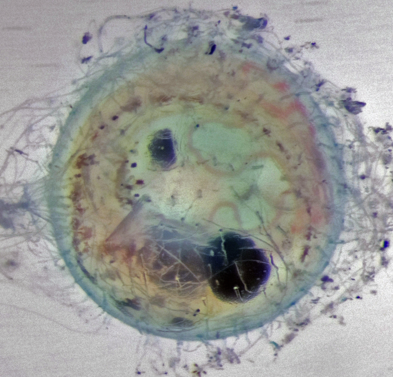 Medaka Egg Photo Stacking